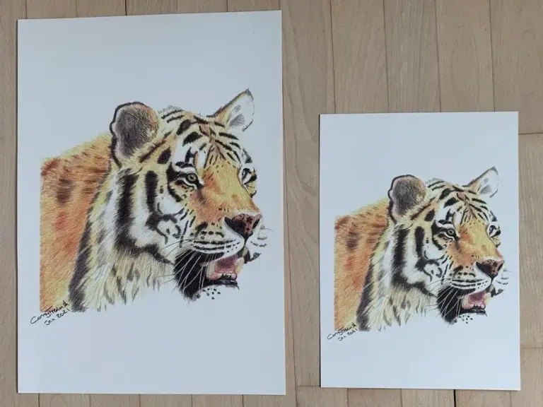tegning af tiger forskel på A3 og A4 størrelse