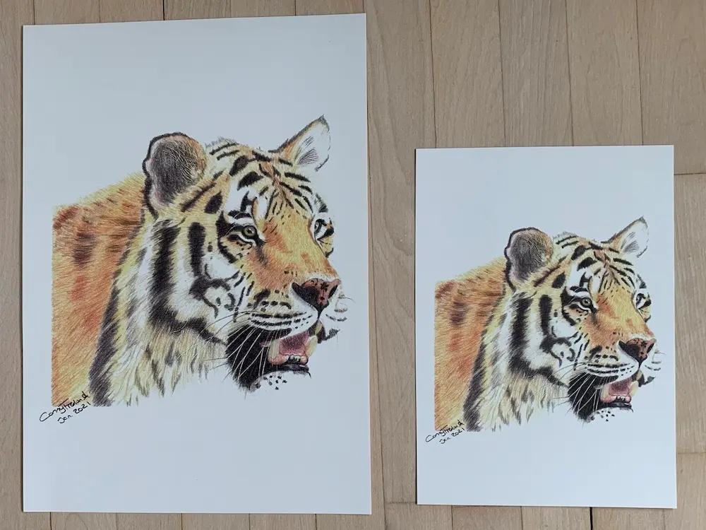 tegning af tiger forskel på A3 og A4 størrelse