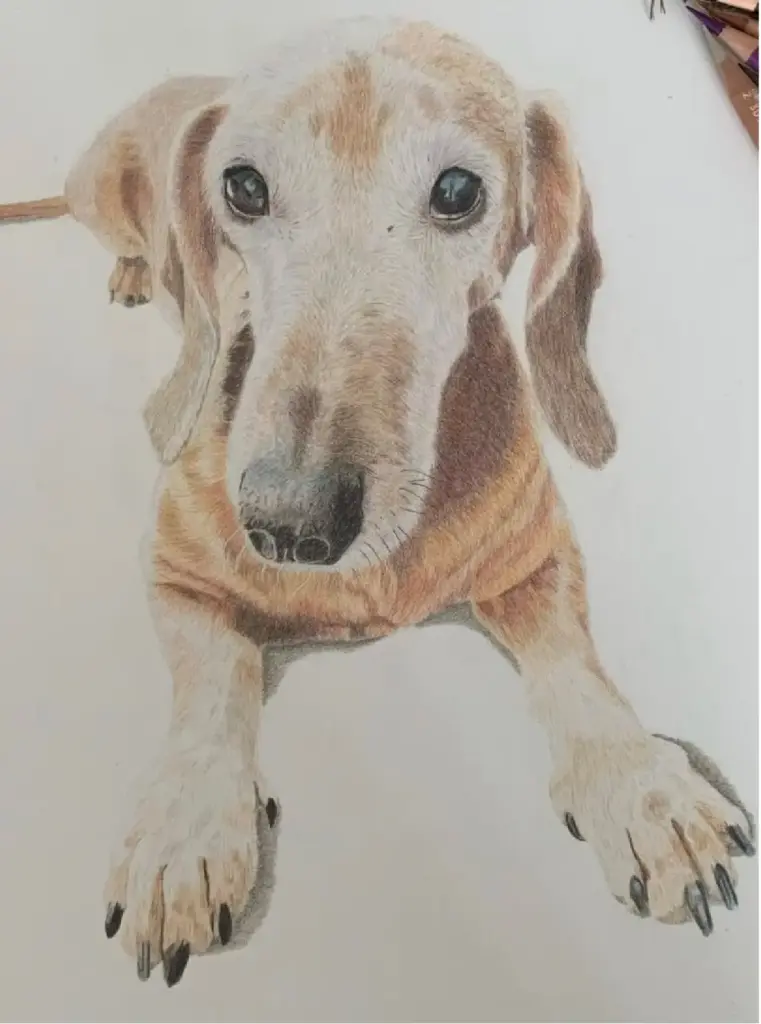 portrættegning af gravhund
