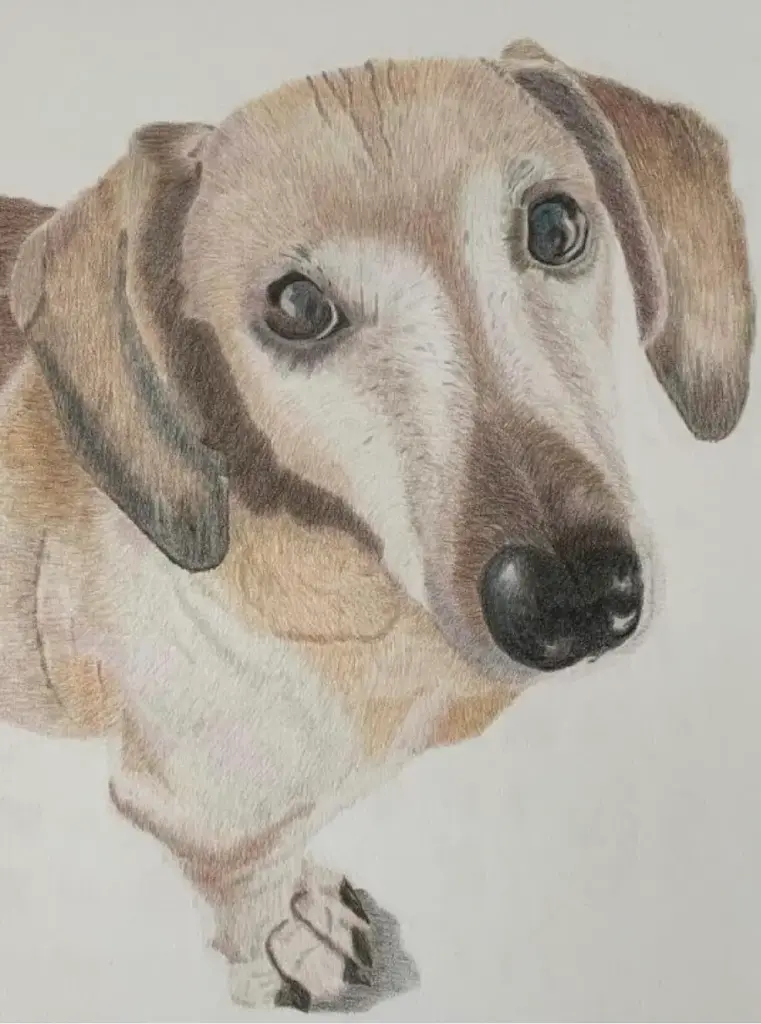 portrættegning af gravhund