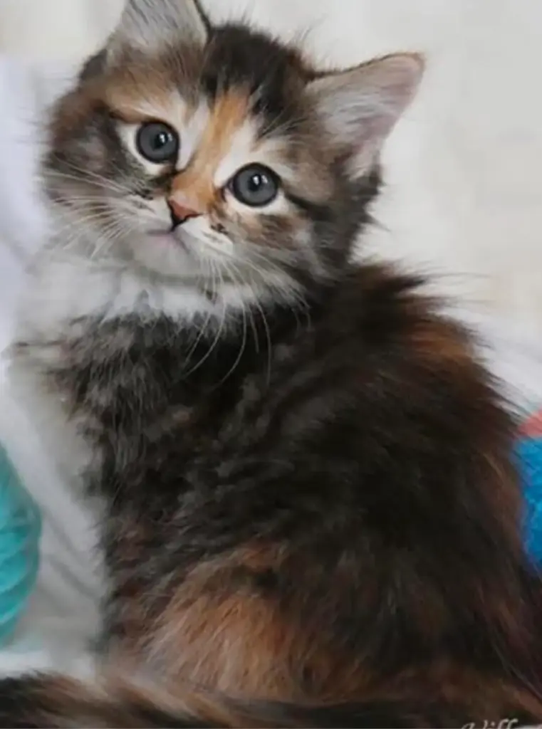 portræt af kat