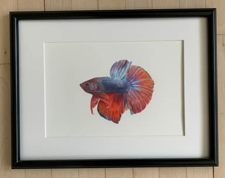 Original tegning af siamesisk kampfisk