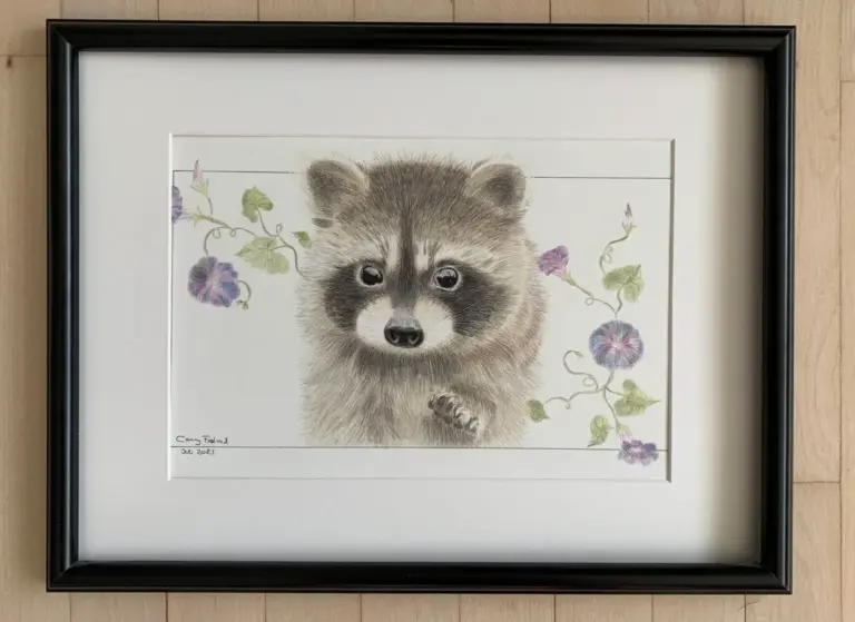Original tegning af vaskebjørn