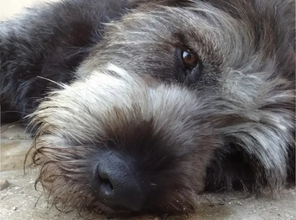 portræt af hund